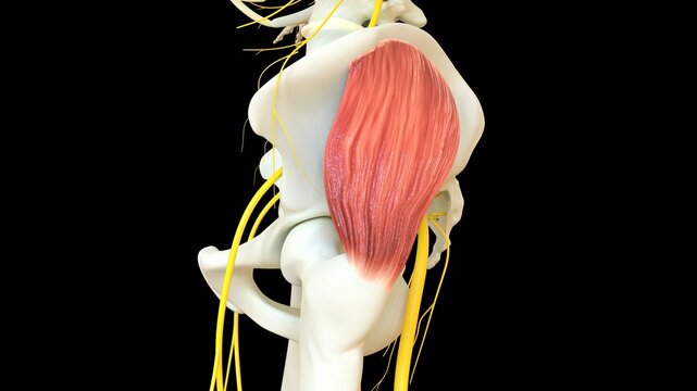 Gluteus Medius Muscle anatomy for medical concept 3D rendering