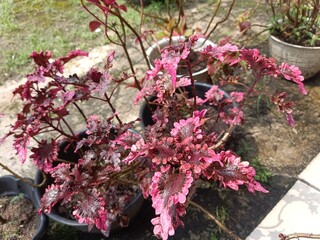 Beautiful ornamental plant miana view