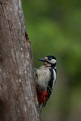 A Great-spotted woodpecker (Dendrocopos major) on a tree trunk.
