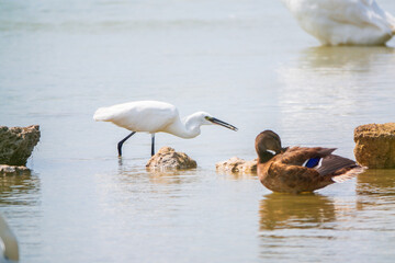 The small white heron or Little egret stands in the lake with fish in its beak.