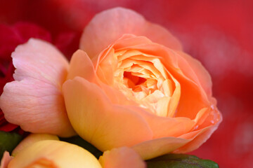 English rose Lady Emma Hamilton. Lively rose with orange color petals. Decorative flowering plant.