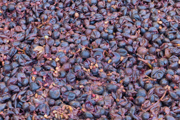 Red wine in the fermentation process concept - making red wine at home textured