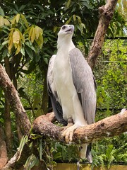EAGLE WHITE 
