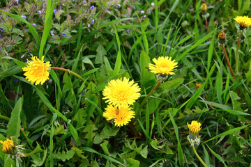 yellow dandelions on the meadow with green grass isolated, close-up