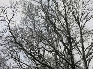 trees and shrubs in winter are covered with fluffy snow like in a fairy tale