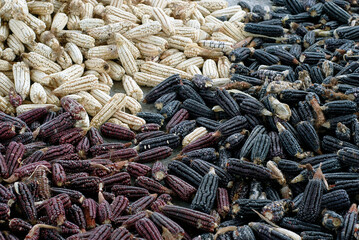 Creole corn harvested from southern Mexico, for food
