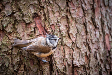 European crested tit (Lophophanes cristatus)