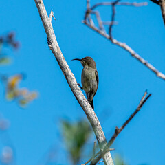 Fototapeta premium Isolated close up portrait of a single Sunbird- Israel