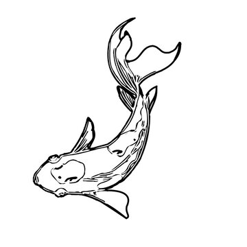 black and white drawing sketch of a koi fish with transparent background