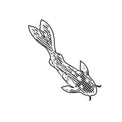 black and white drawing sketch of a koi fish with transparent background