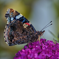 Peacock Butterfly