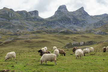 Fototapeta na wymiar Flock of sheep in front of beautiful landscape in the pyrenees Mountains, Nouvelle-Aquitaine, France