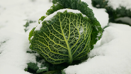 Cabbage vegetable winter field savoy snow covered frost bio detail leaves leaf heads Brassica...