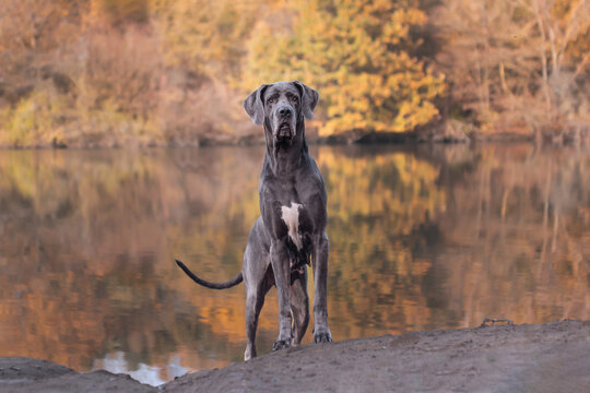 Deutsche Dogge