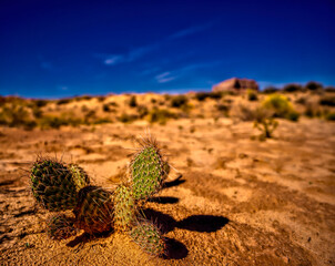 Prickly Pear Cactus - Goblin Valley State Park UT
