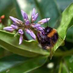 Bee collecting pollen