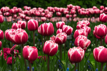 Fototapeta premium red tulips and a white border