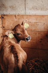 calf in a farm © Юля Соул