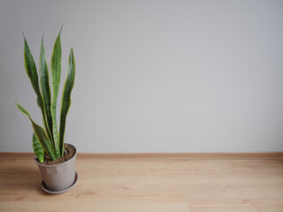 Sansevieria trifasciata (lengua de suegra),  en una maceta gris sobre aislada, al lado izquierdo con un fondo gris claro sobre piso de madera, minimalista