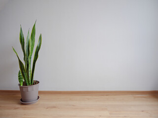Sansevieria trifasciata (lengua de suegra),  en una maceta gris sobre aislada, a la izquierda con un fondo gris claro sobre piso de madera, minimalista