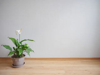 Spathiphyllum (Cuna de Moisés),  en una maceta gris aislada, a la izquierda con un fondo gris claro sobre piso de madera, minimalista