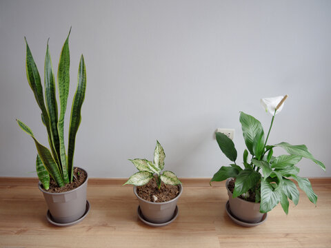 Composici&oacute;n interior en sal&oacute;n con 3 plantas en maceteros gris oscuro, fondo de pared gris suave con piso laminado. Espacio para texto 