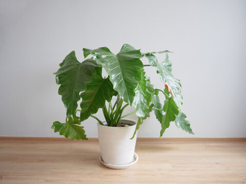 Alocasia odora (Oreja de elefante),  en una maceta blanca aislada con un fondo gris claro sobre piso de madera, minimalista