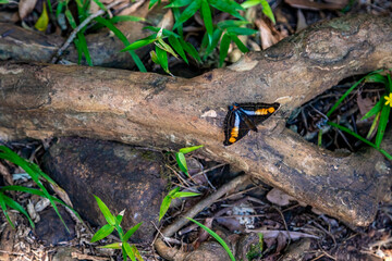 butterfly in nature on the meadow