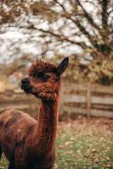 llama © Юля Соул