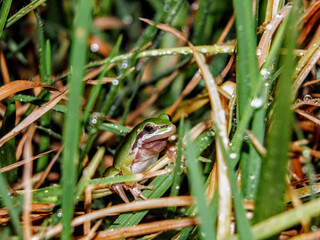 Frog and Grass