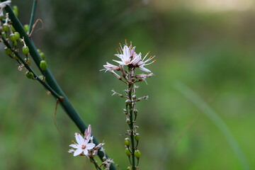 Summer flowers in a city park in Israel.