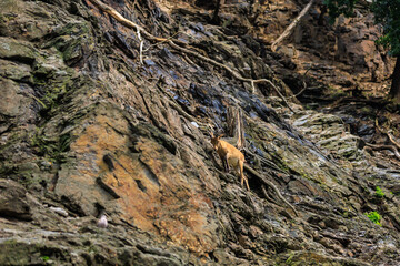 Alpine ibex. Background with selective focus and copy space