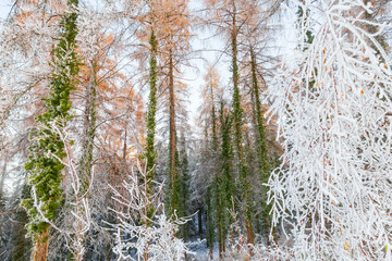 A fragment of a snowy forest, the yellow tops of coniferous trees rise up to the sky, the trunks are wrapped in green ivy, the bushes in the foreground are dusted with white hoarfrost