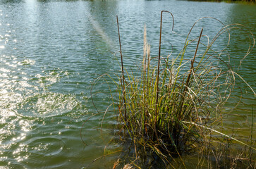 Junco en agua