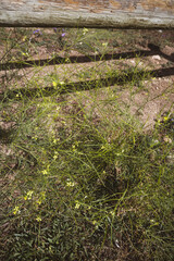 Tansy mustard - wild mustard plant - botany 