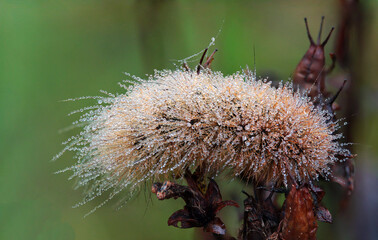 Hairy butterfly caterpillar in a very early misty morning, taken in Lithuania