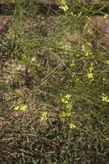 Tansy mustard - wild mustard plant - botany 