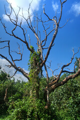 An old tree overrun with weeds.