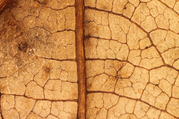 Fototapeta premium Macro