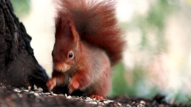 squirrel eating nut