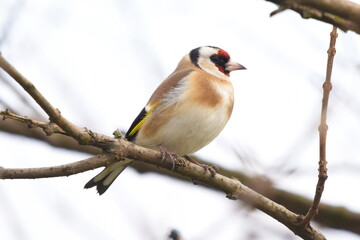 Carduelis carduelis standing on the branch.