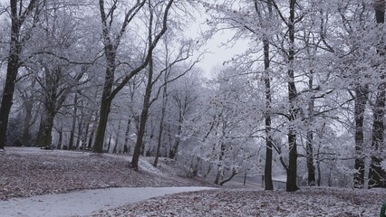Winter scenery -frost on the trees in a park