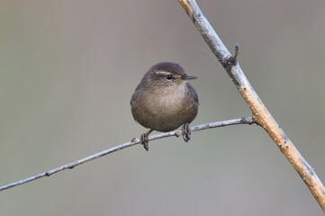  Troglodytes troglodytes bird standing on the branch