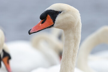 Head shot of a mute swan (cygnus olor)