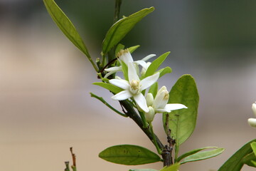 Obraz premium Summer flowers in a city park in Israel.