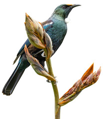 A clear cut Transparent background of a Tui bird in New Zealand on a flax bush