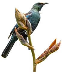 Selbstklebende Fototapeten A clear cut Transparent background of a Tui bird in New Zealand on a flax bush © Acres
