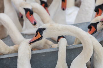 Obraz premium Head shot of mute swans (cygnus olor) eating corn out of a wheel barrow