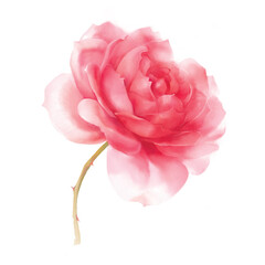 Beautiful pink rose blooming close up. Digital watercolor illustration isolated on a white background.