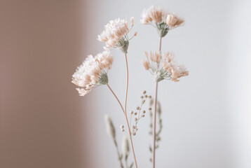 background,background with flowers,minimalist flowers and background